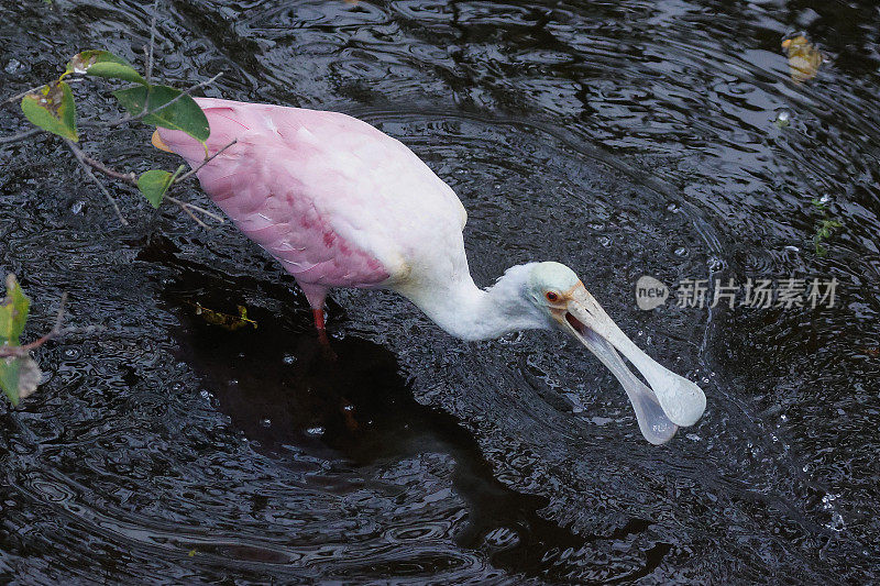 玫瑰琵鹭(Platalea ajaja)